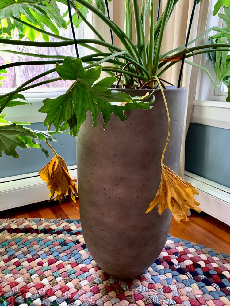 Phil the Philodendron, Nov2020
