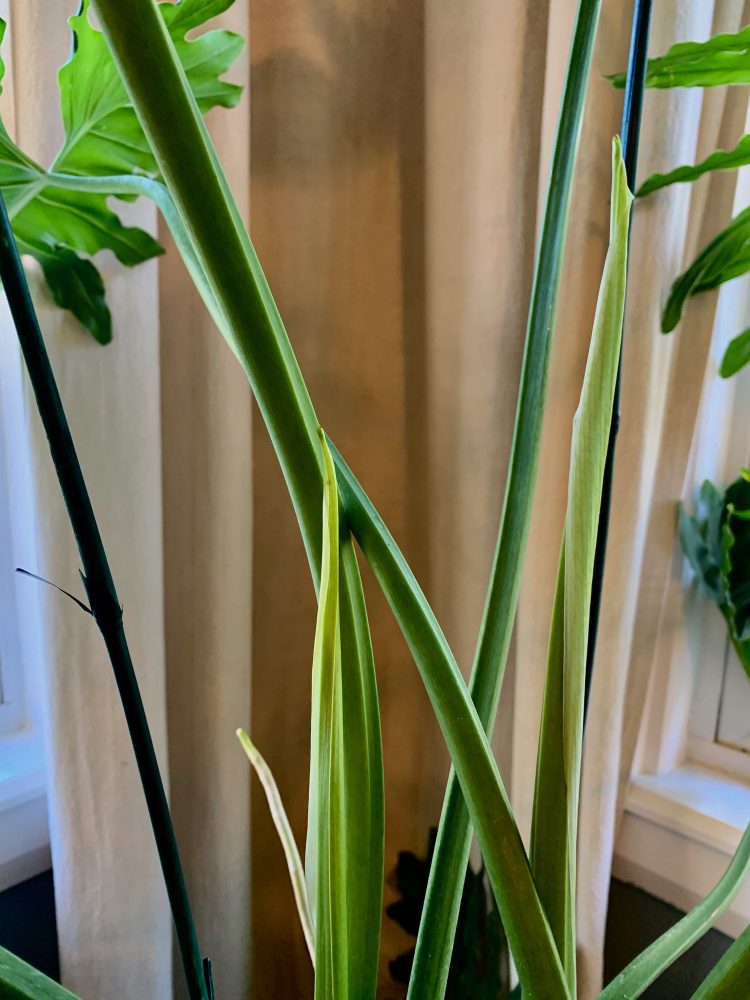 Phil the Philodendron, Nov2020