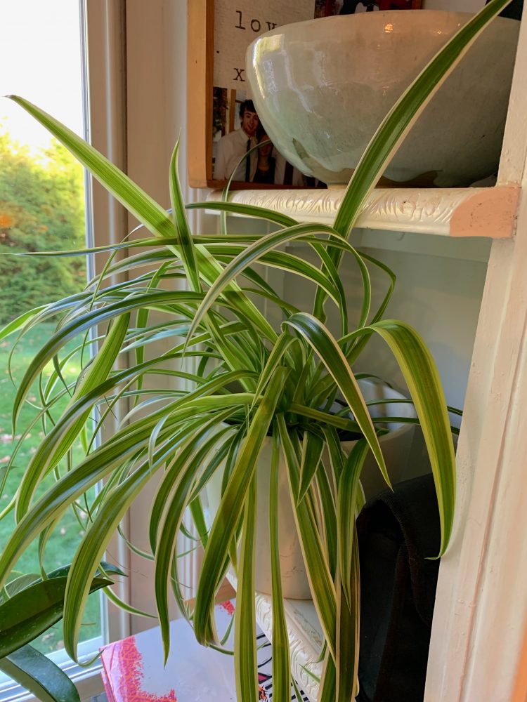 Wellesley spider plant