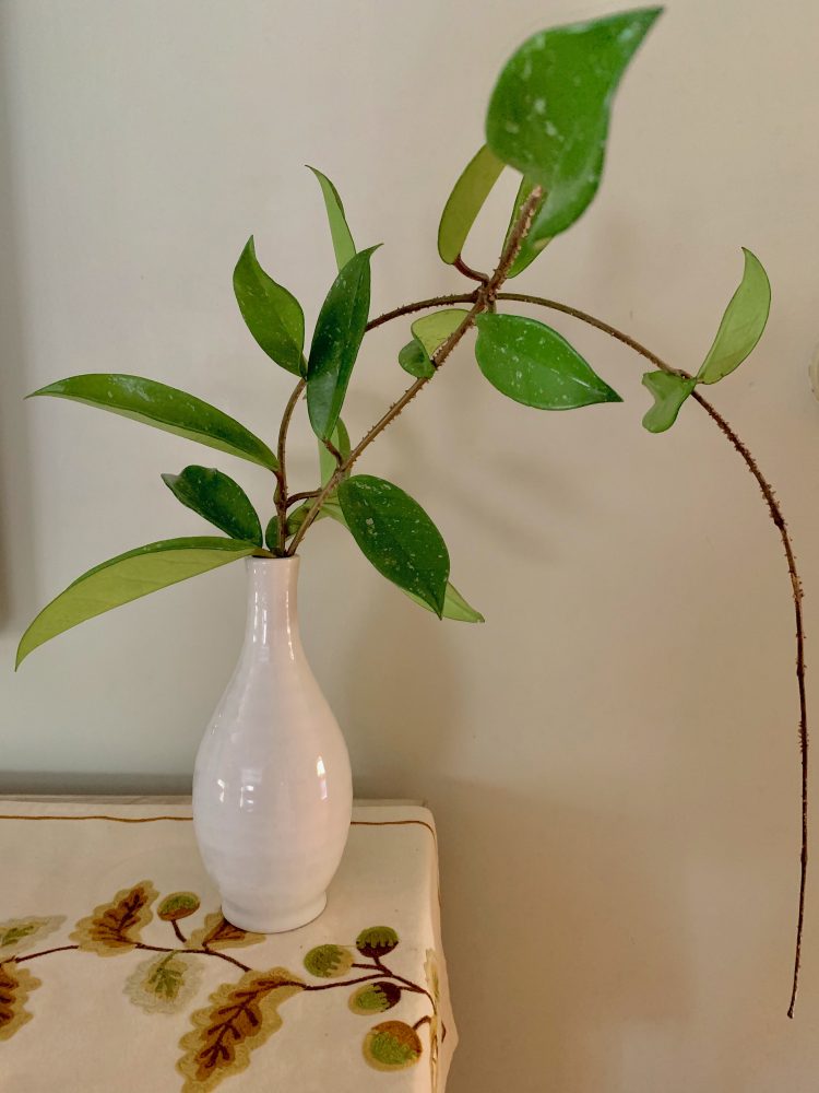 Wellesley plant clipping, Uncle Jerry