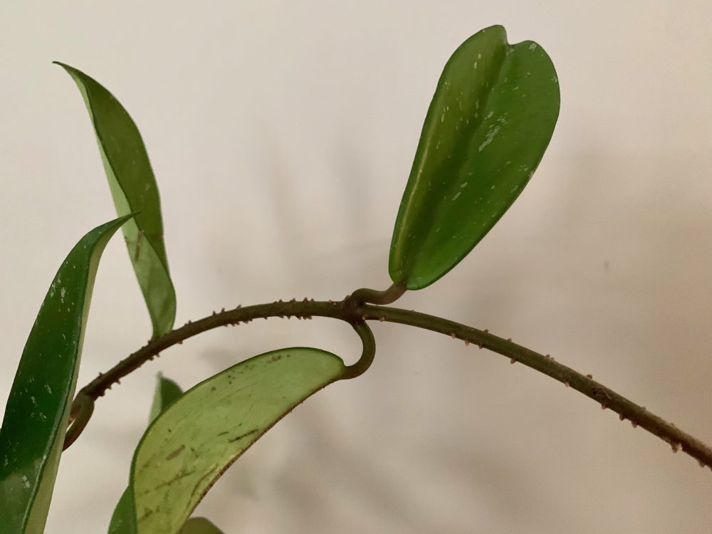 Wellesley plant clipping, Uncle Jerry