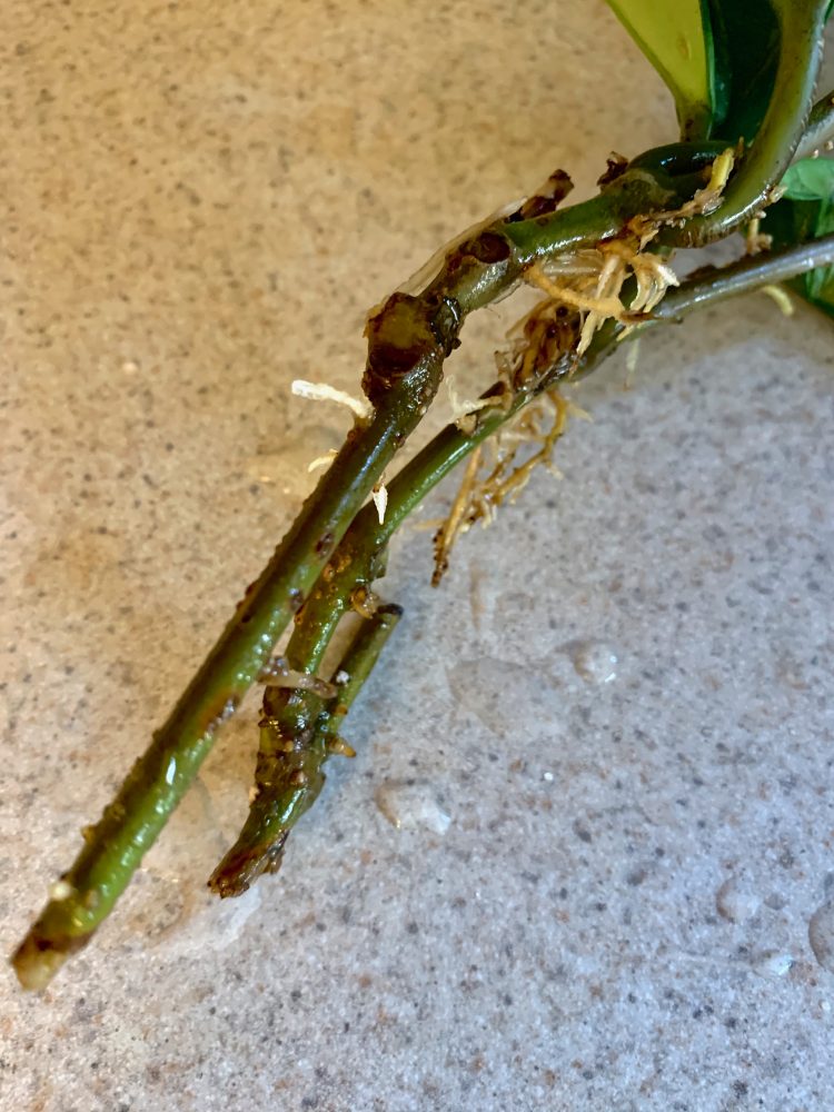 Wellesley plant clipping, Uncle Jerry