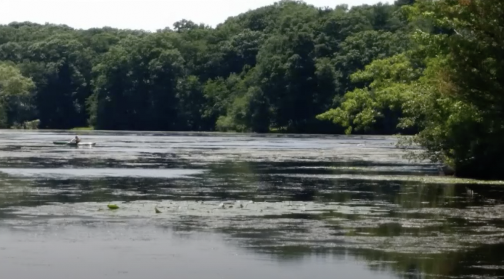 Morses Pond not looking its best