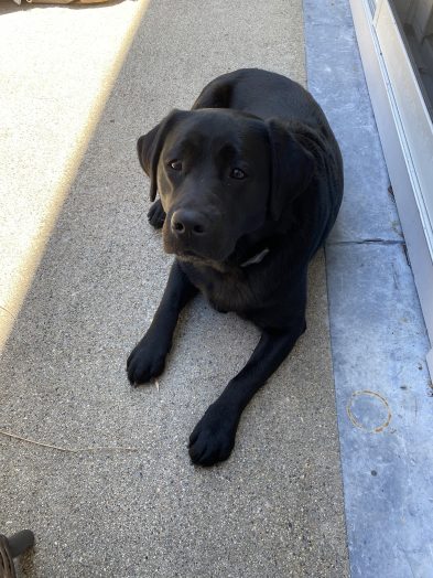 kona lab