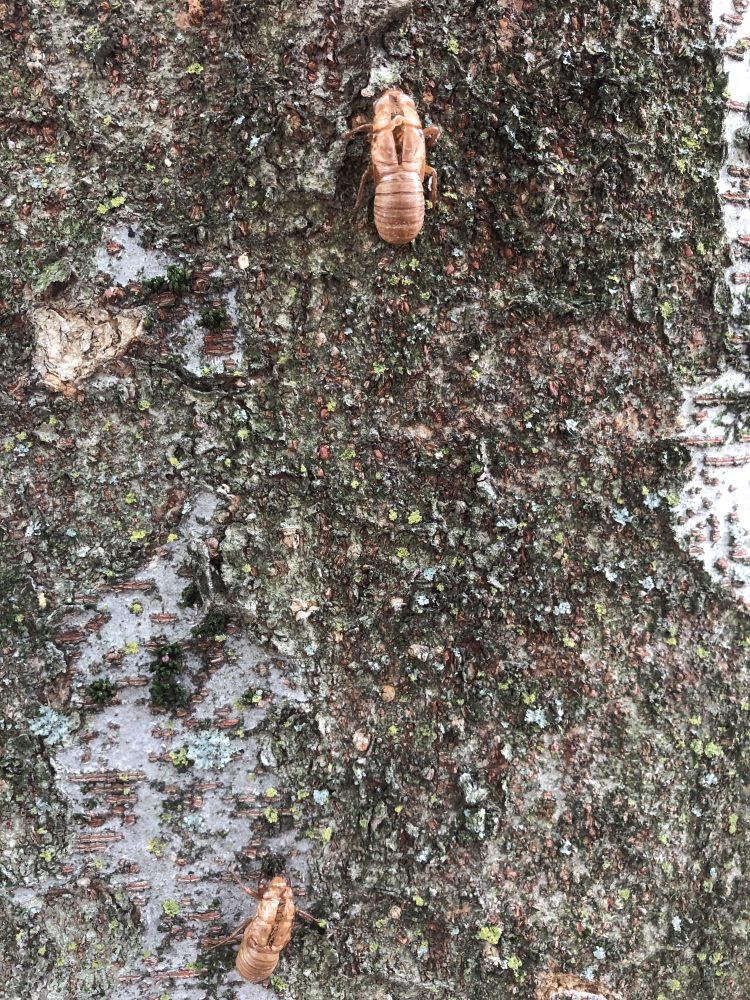 cicada