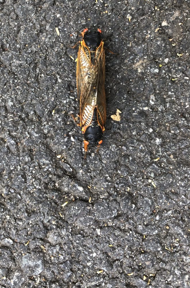 cicada