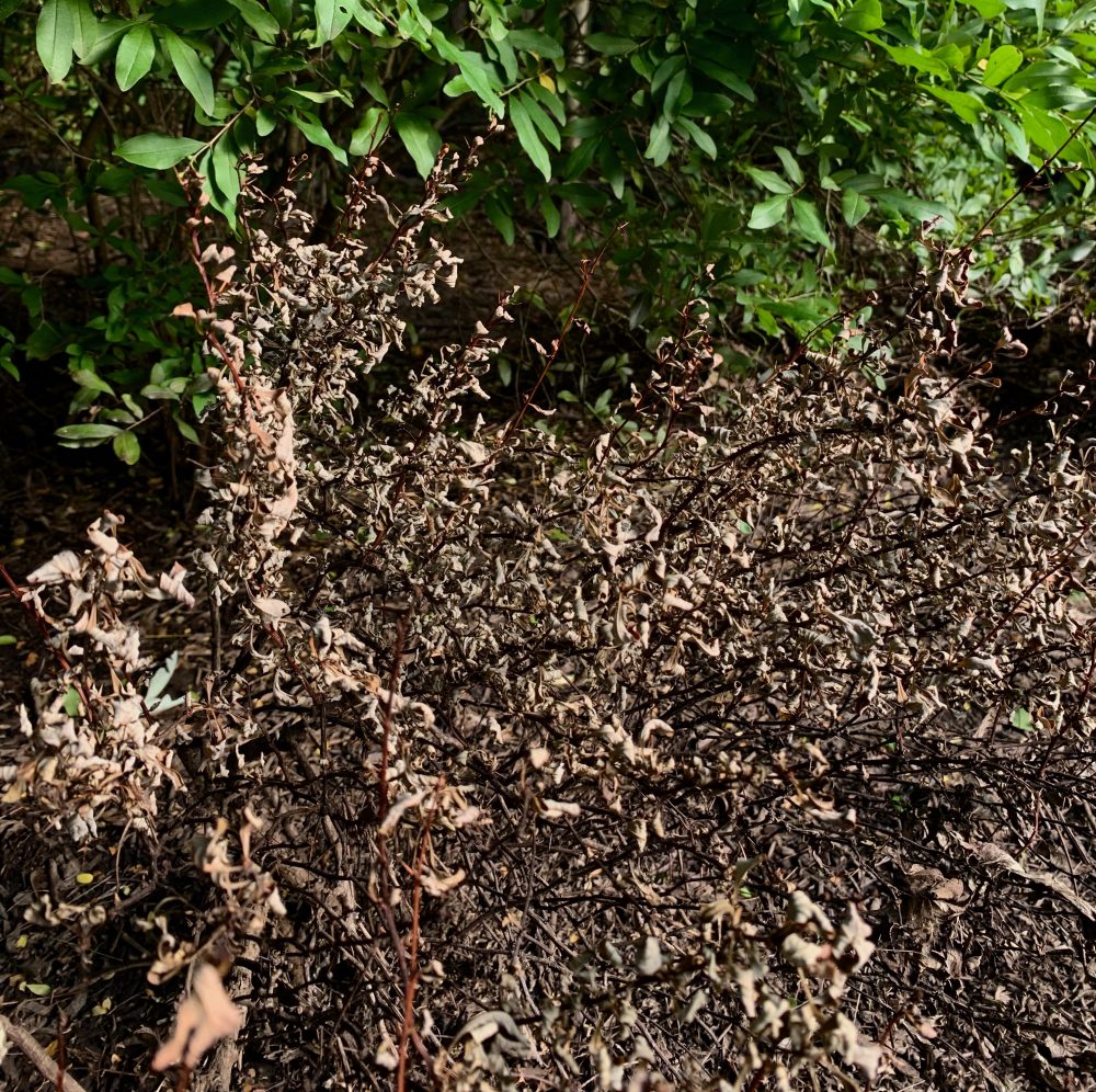 Wellesley garden, barberry