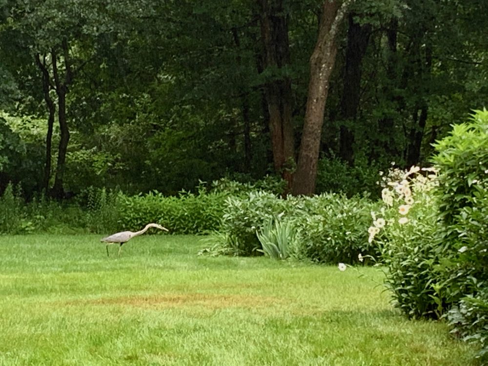 Wellesley garden, heron