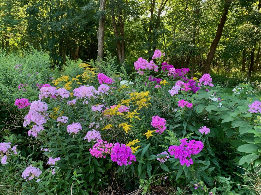 Rack and Ruin Garden, Wellesley