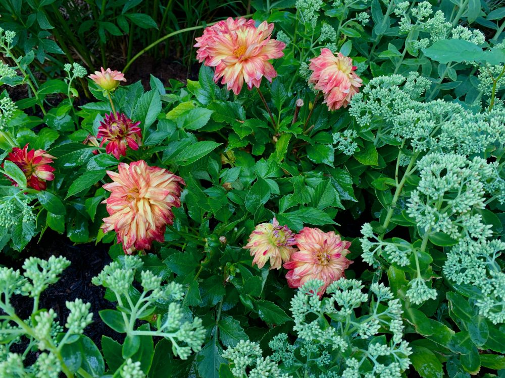 Wellesley garden, dahlias