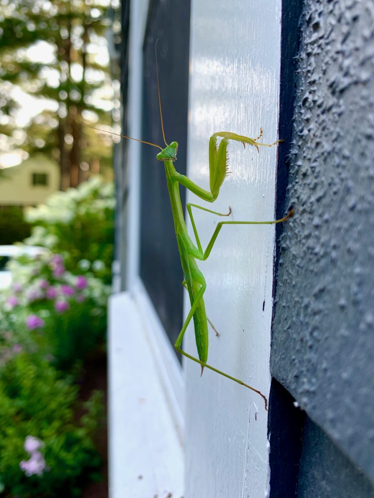 Wellesley garden, praying mantis