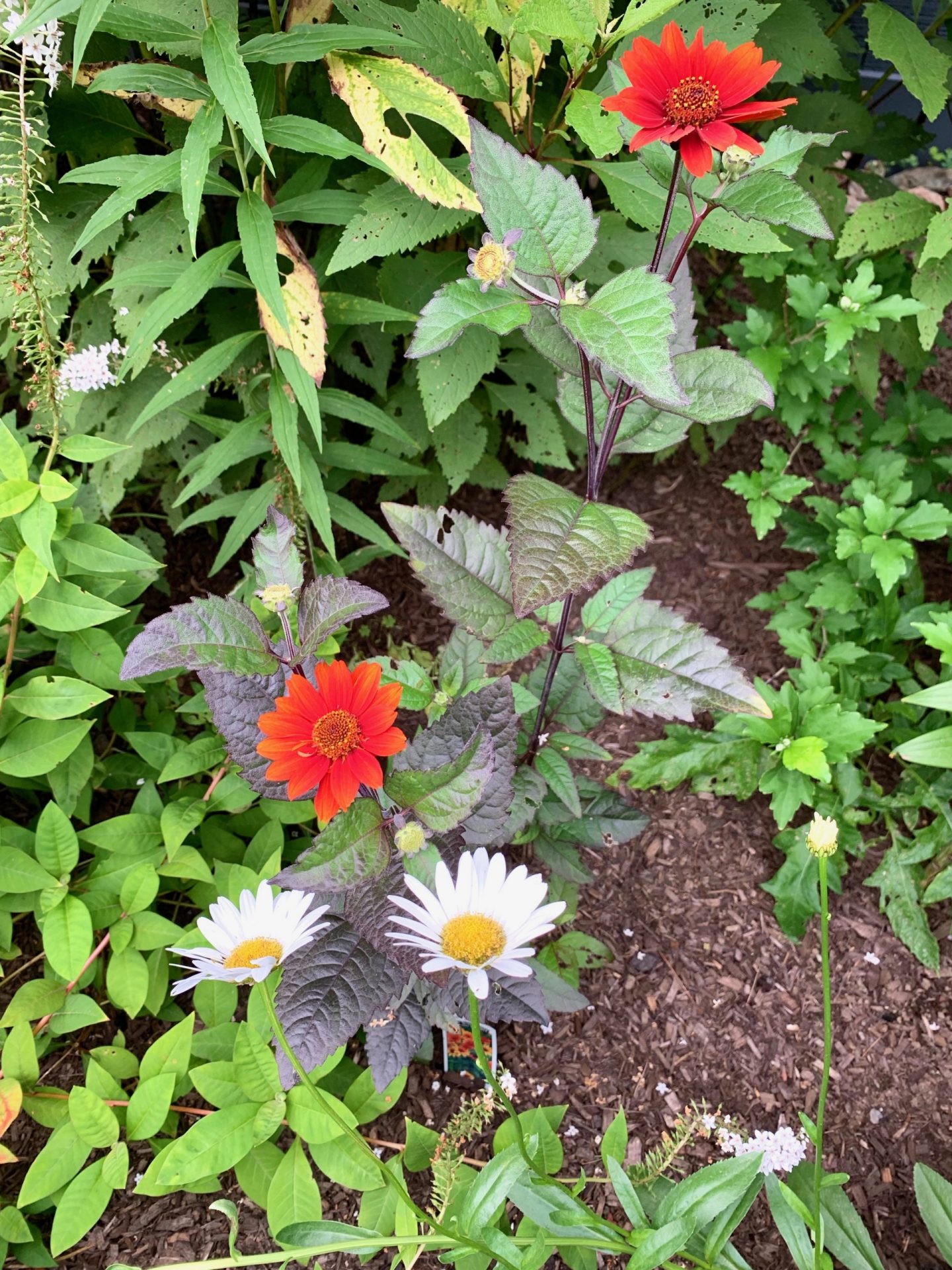 Wellesley garden, false sunflower