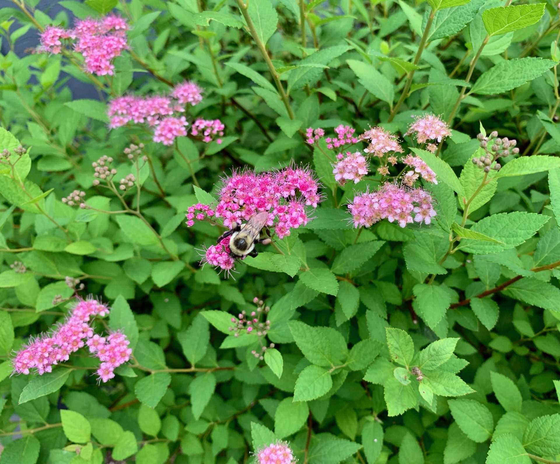 Wellesley garden, spirea