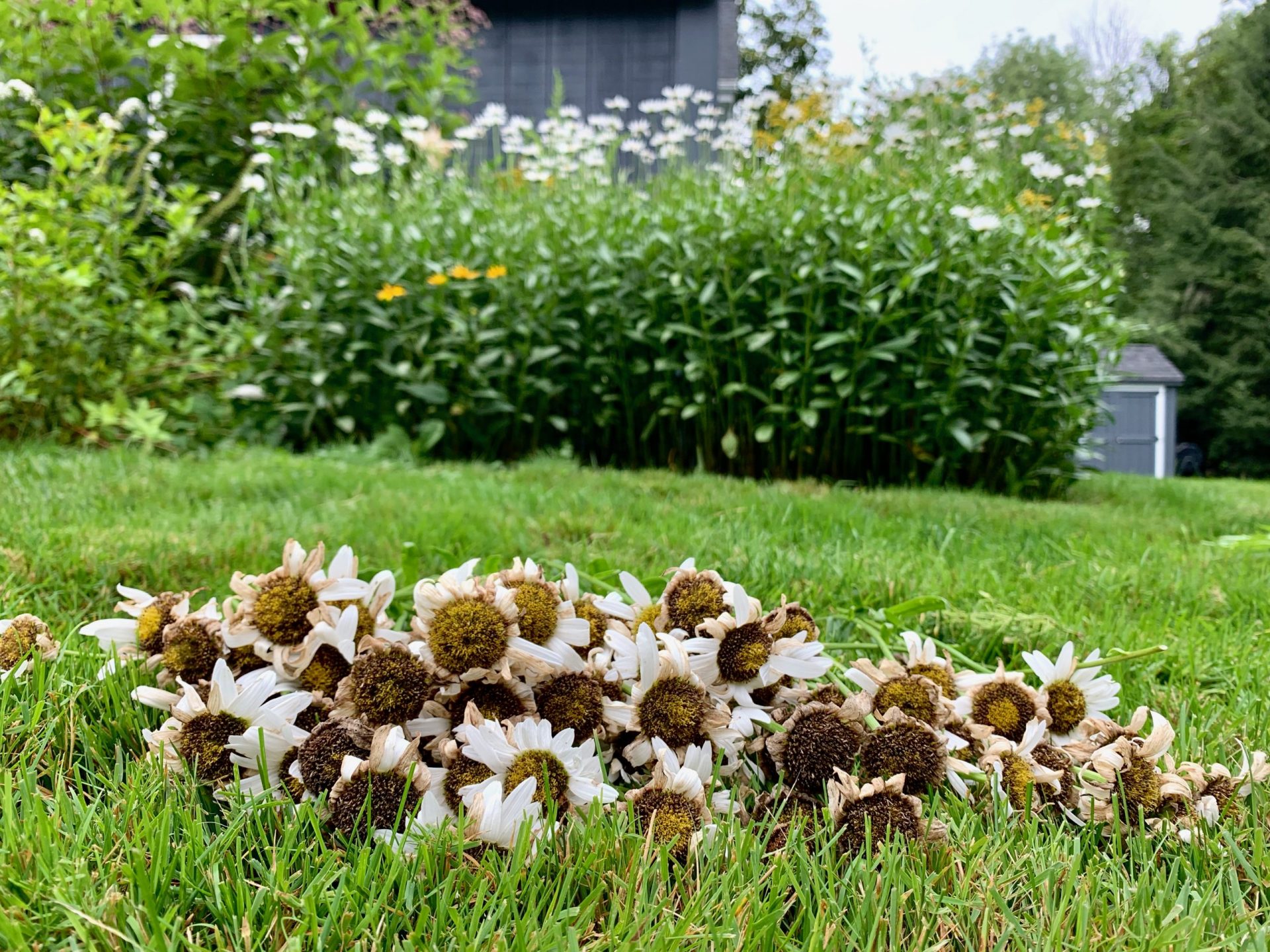 Wellesley garden, daisies