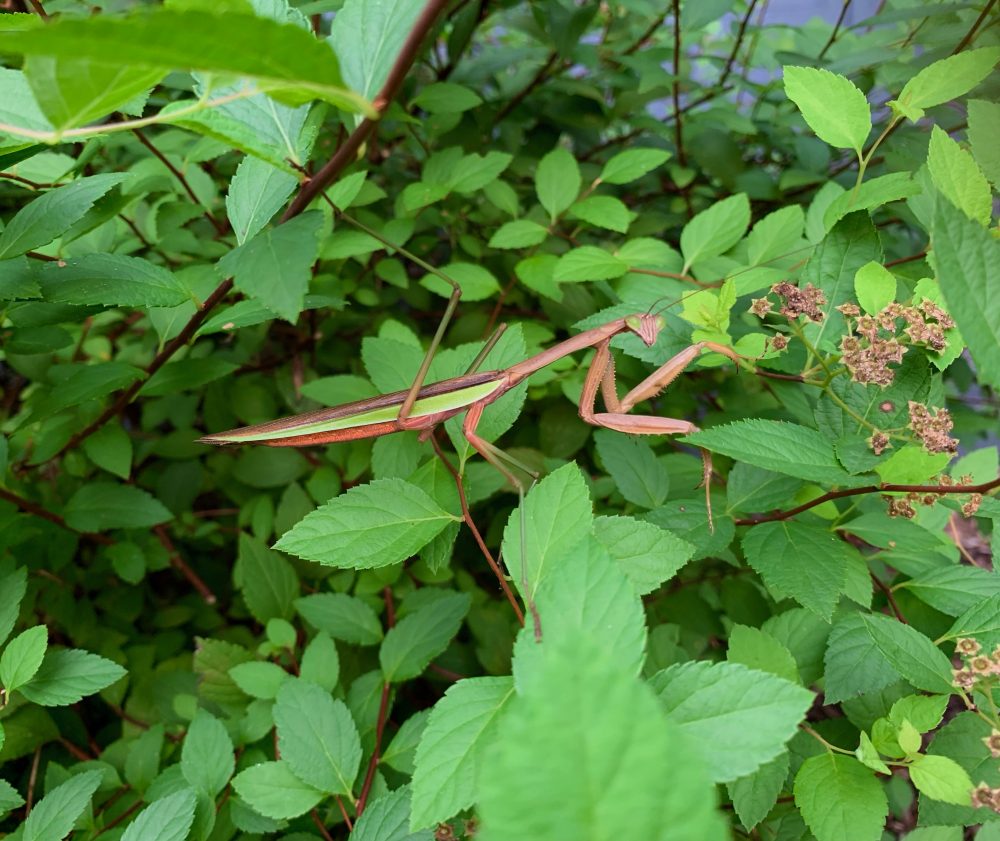 Wellesley praying mantis