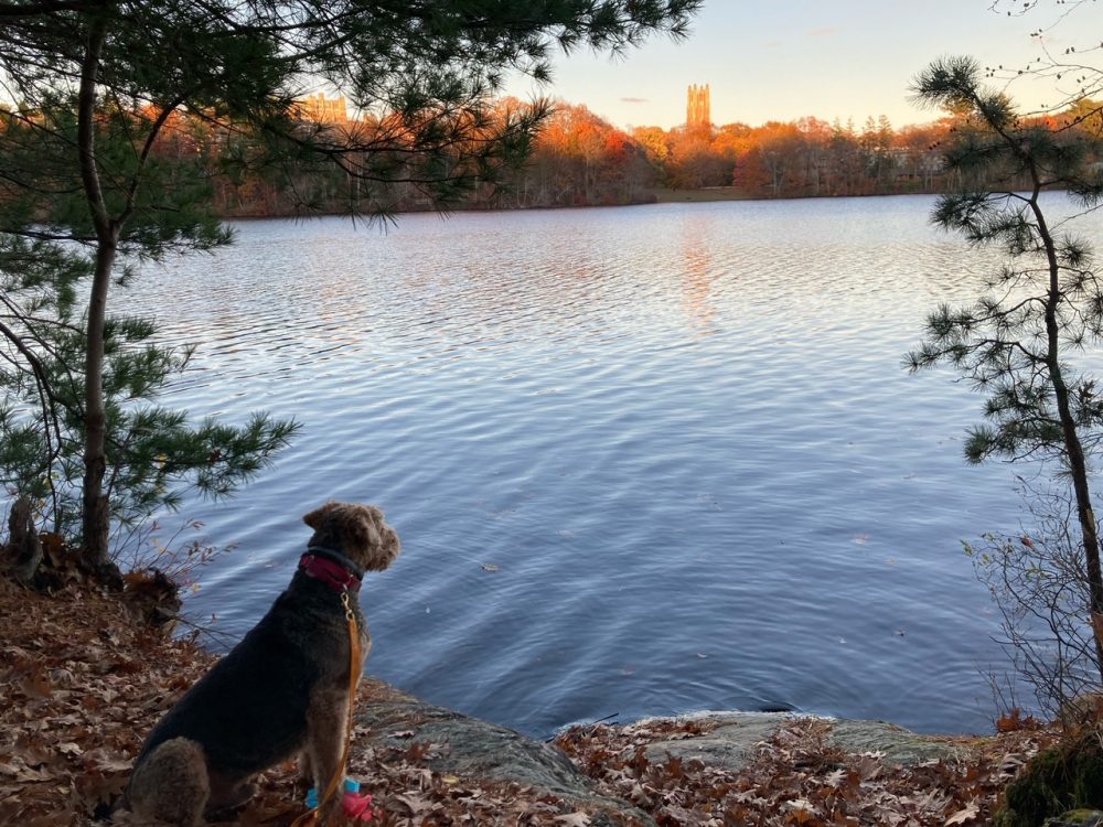 archie dog lake waban
