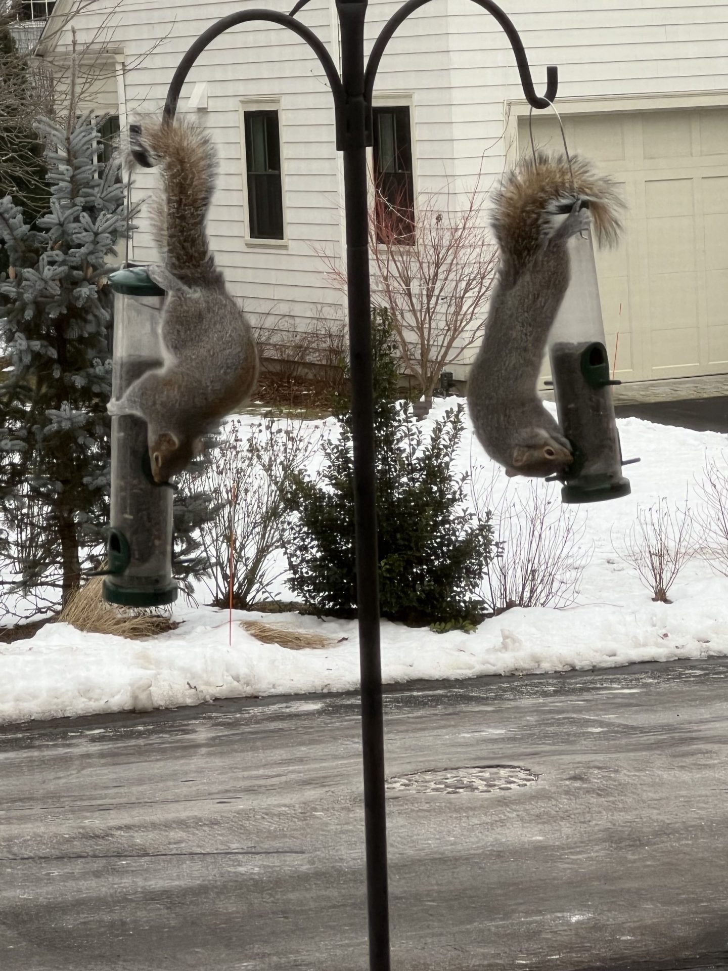 squirrels