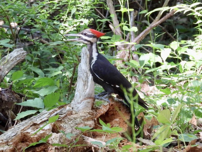 Pileated woodpecker