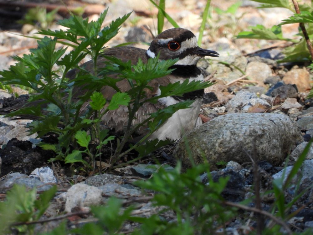 killdeer