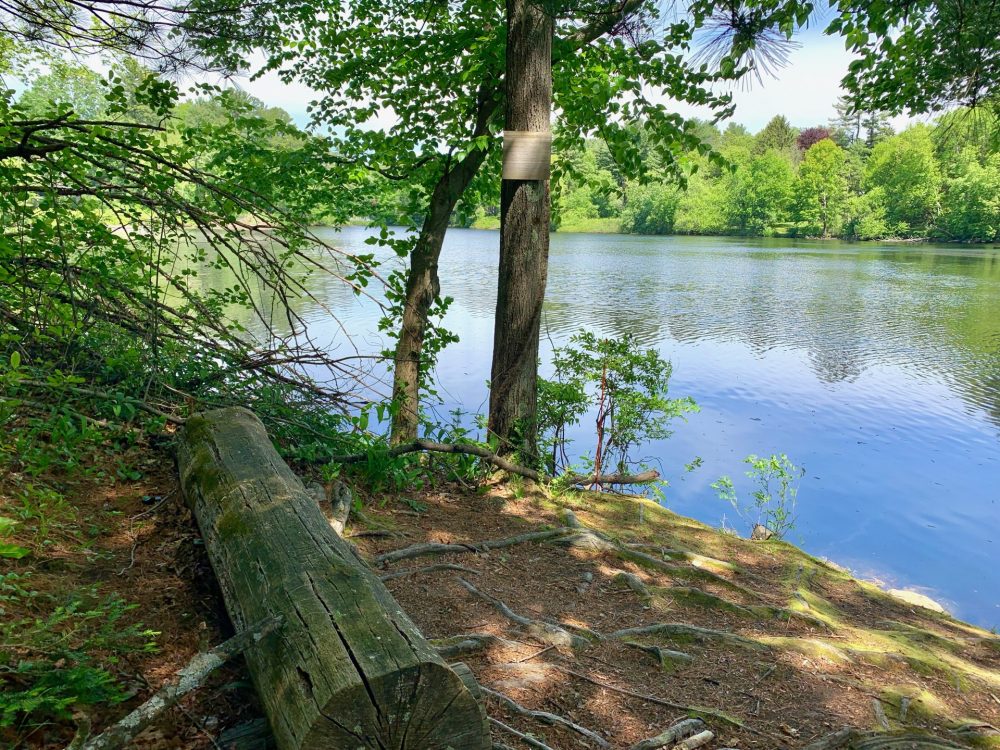 Guernsey Sanctuary, Wellesley