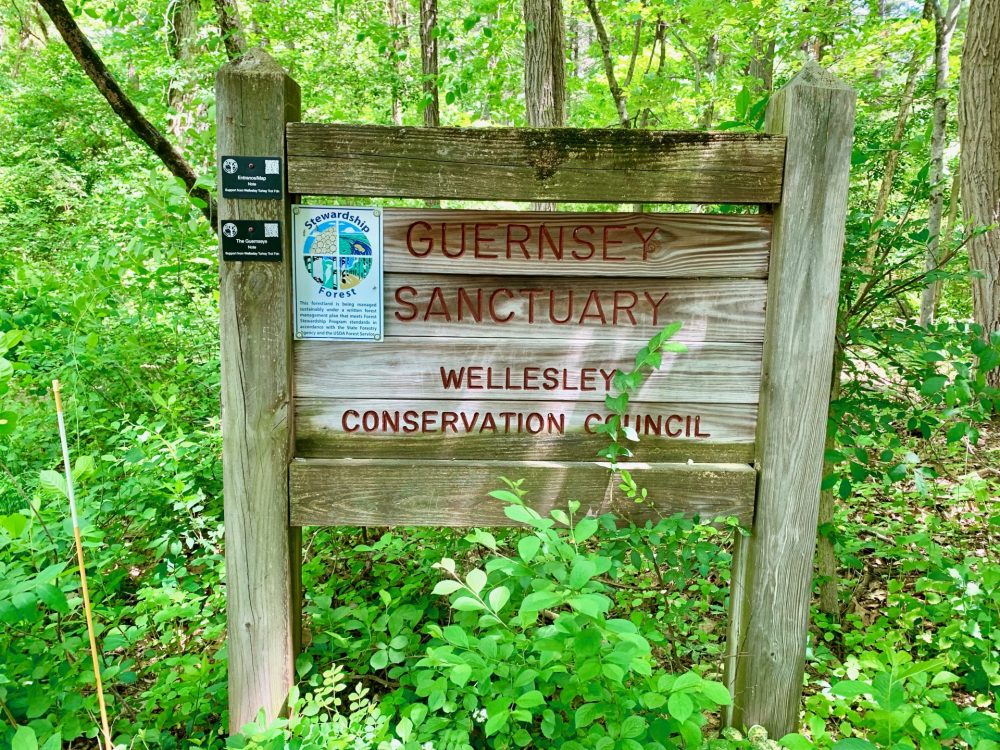 Guernsey Sanctuary, Wellesley