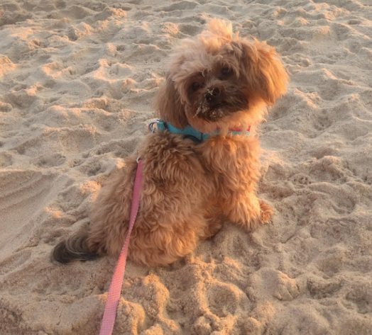 Coco (havapoo) – 2 ½ years old