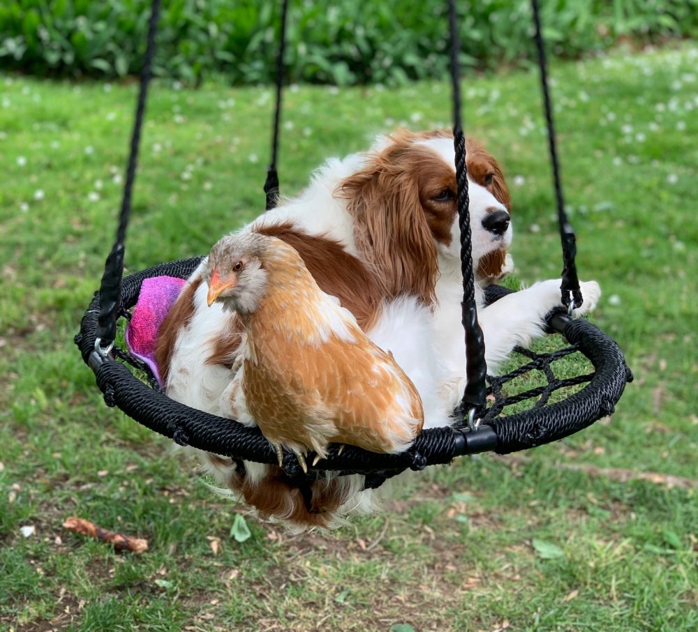 dog chicken