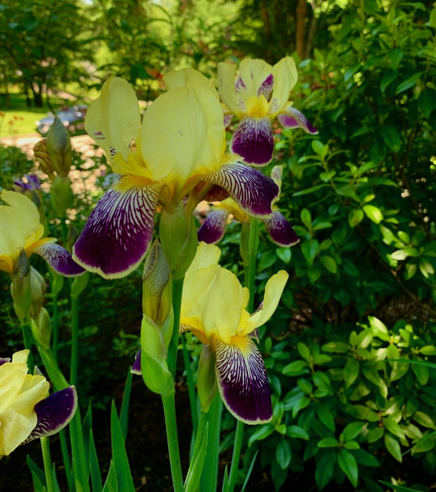 Weston Garden Club tour