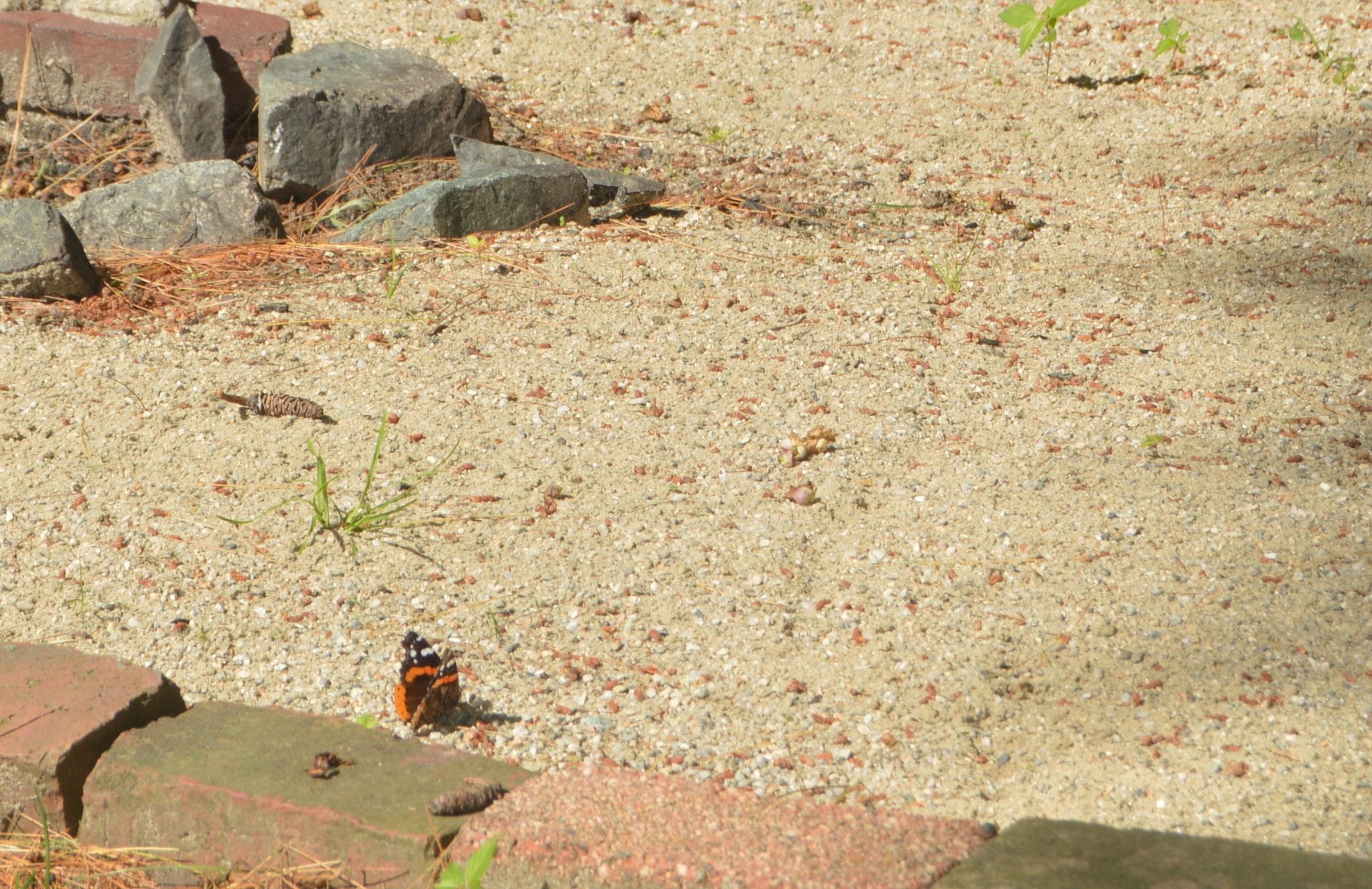 Painted Lady Butterfly, Wellesley July 2017, near Charles River