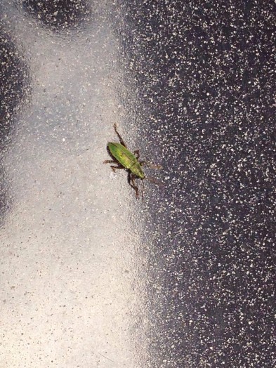 Green Immigrant Leaf Weevil