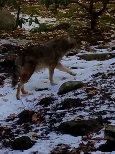 Wellesley Coyote, Sterling Road