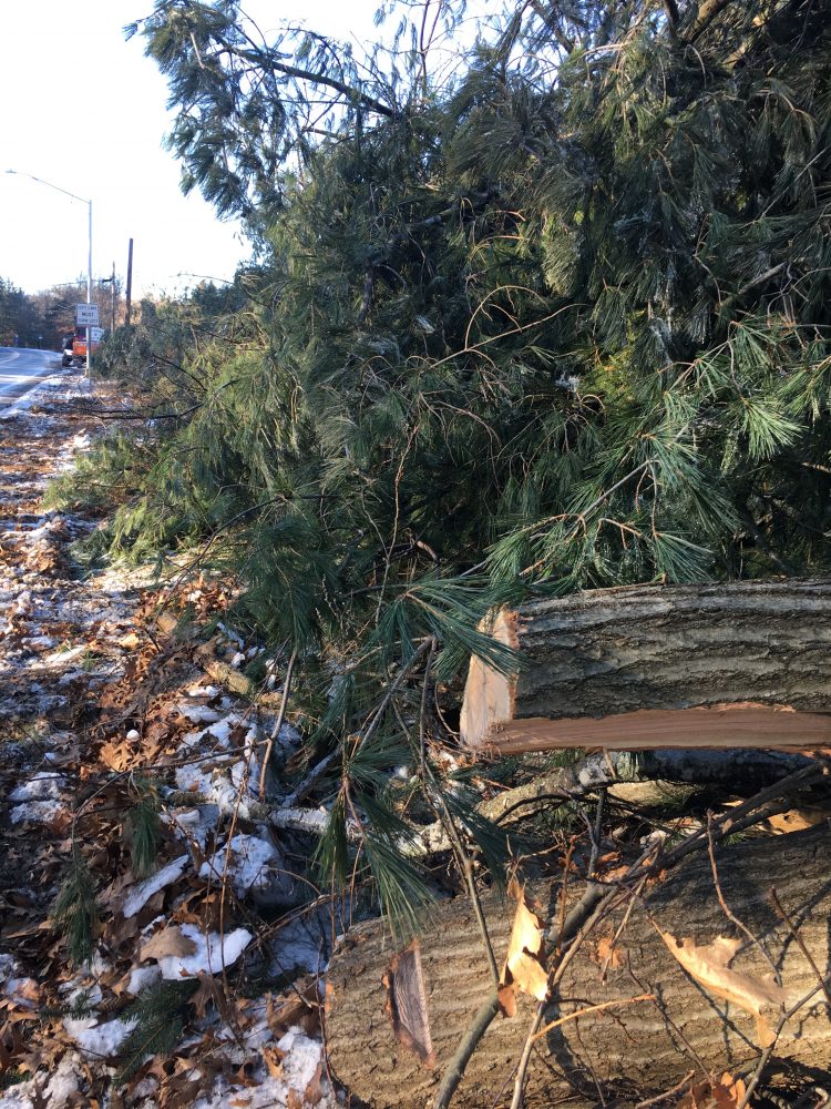 MBTA trees removal, Wellesley tracks