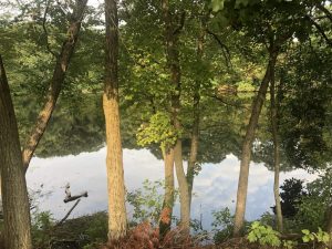 Jennings Pond