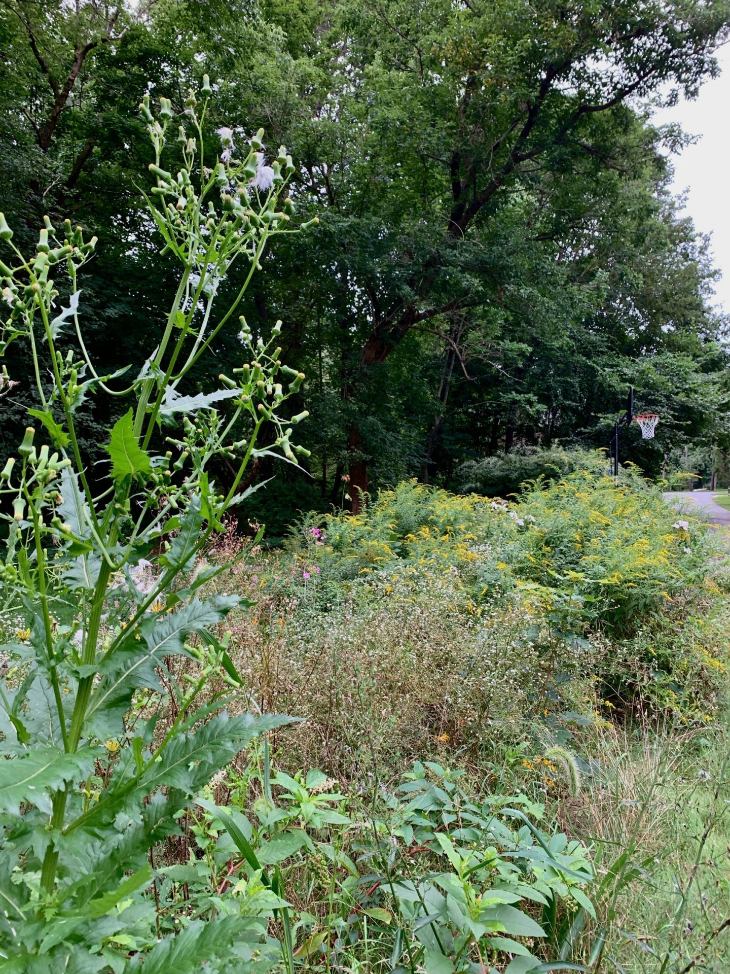 Rack and Ruin Garden, Wellesley