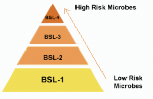 bsl